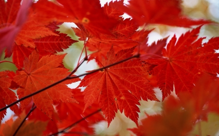 Autumn Leaves - red, leaves, branches, autumn