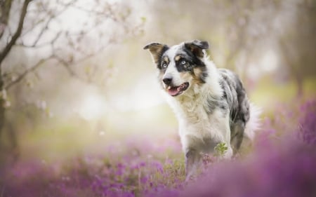 Australian Shepherd - black, white, animal, purple, australian shepherd, dog, flower, pink