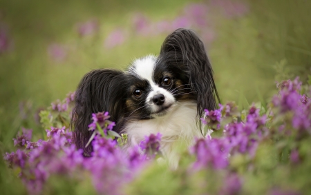 Cute puppy - puppy, black, white, pink, animal, green, sweet, cute, flower