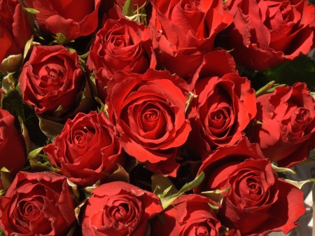 Roses - skin, carpet, red, rose, flower