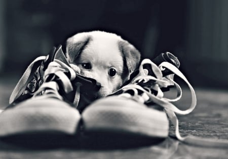 Mine! - dog, shoes, black, white, animal, funny, cute, bw, puppy