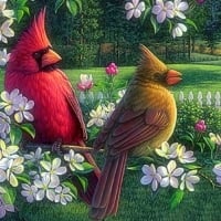 Spring Cardinals