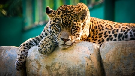 Leopard - animal, nature, paw, forest, Leopard