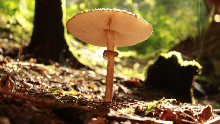 Mushroom - flower, tree, mushroom, nature