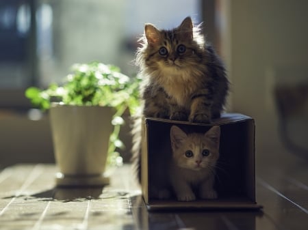 Two Cuties - box, cat, kitty, animal, kitten