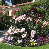 Backyard Garden