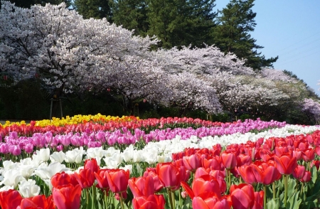 Tulips - white, blossoms, red, spring, yellow, trees, colors