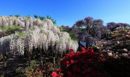 Ashikaga Flower Park, Japan - roses, colors, flower, tree