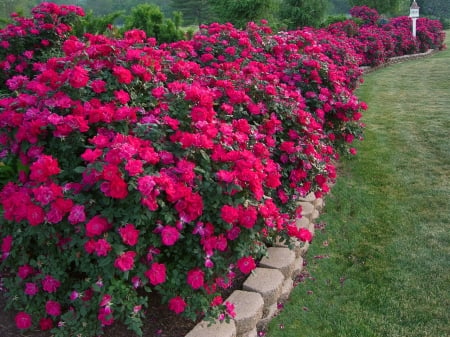 Rose Border - roses, blossoms, garden, red, plants, lawn, petals