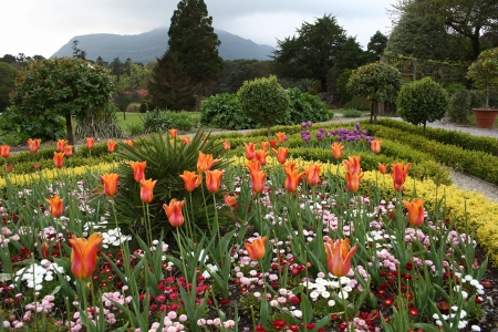 Spring Flowers - blossoms, landscape, trees, tulips, colors