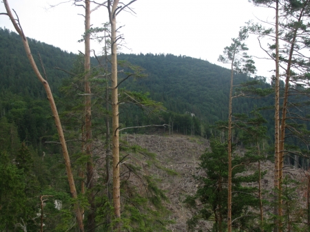 dying forest - mountains, forest, pines, trees