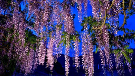 Wisteria Blooming - sky, blossoms, mountains, tree, flowers, garden, twigs, spring