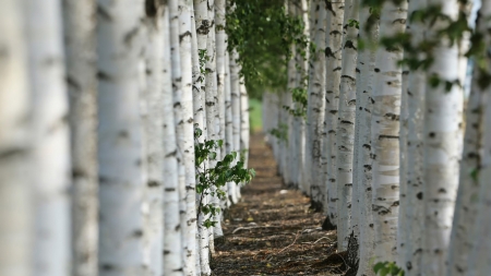 Forest Alley - forest, birch, trees, macro