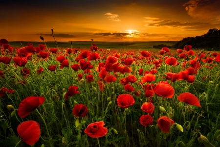 Sunset field - nature, sky, beautiful, summer, field, flowers, sunset, poppies