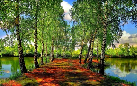 Spring Park - lake, trees, forest, water, park, bench