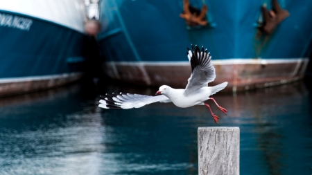 Gull in Flight - avian, wide screen, wildlife, photography, animal, photo, gull, bird