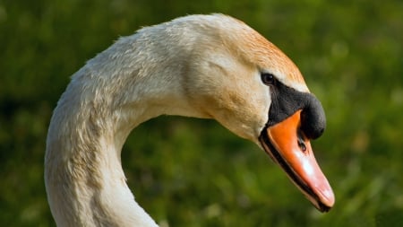 Swan's Head - wide screen, wildlife, swan, animal, bird, photo, avian, photography