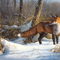 Fox in the Winter F1C