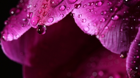 Rain on Tulips - rain, raindrops, tulips, summer, dew, spring, pink, flowers, shower