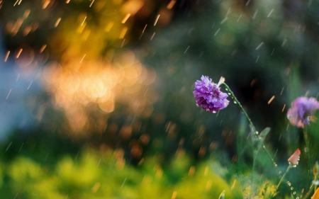 Flower - flower, forest, rain, tree, nature, grass