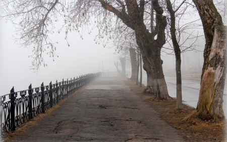 Mist - fog, forest, path, mist