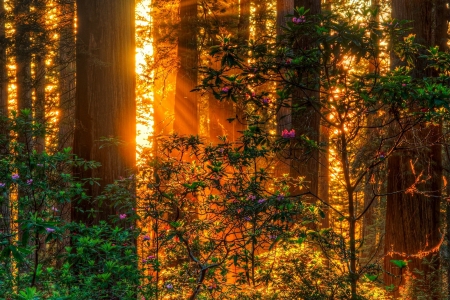 Forest - rays of the sun - rays of the sun, forest, shrubs, trees