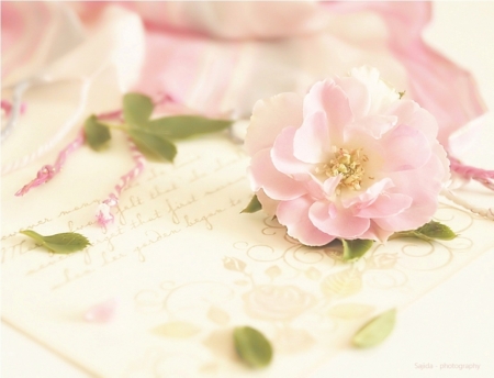 â™¥ - abstract, flowers, photography, soft