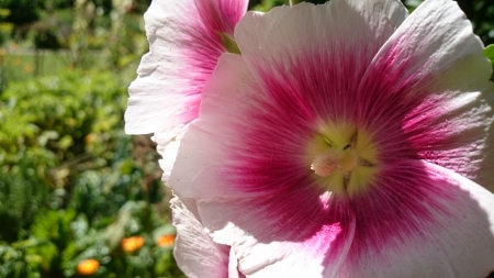 Hollyhocks - nature, bath, ww1, flowers, hollyhocks