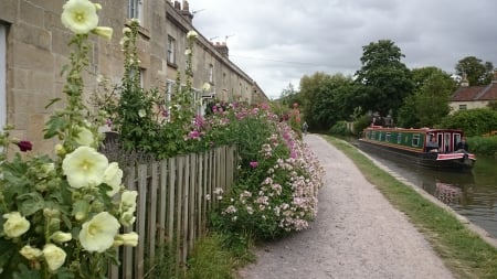 Kennet and Avon Canal - Flowers, Cycle Path, Kennet and Avon, Bath, Hollyhocks