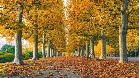 column of birch trees in autumn hdr