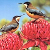 Humming Birds on the Flowers