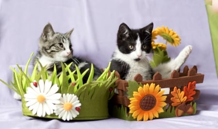 Cute Kittens - box, cat, animal, flowers, kitten