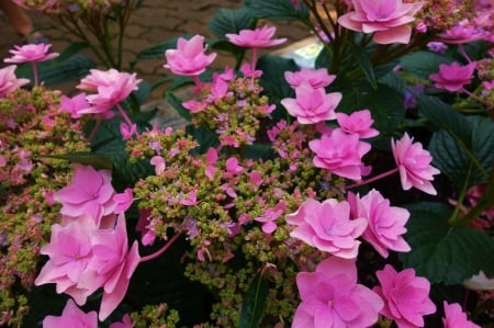 Pink Flowers - blossoms, leaves, plants, petals