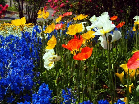 Colorful Garden - white, blossoms, red, petals, poppies, yellow