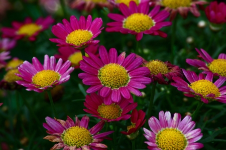 Pink Flowers - blossoms, garden, plants, petals, daisies, leaves