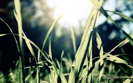 Grass - photography, summer, wallpaper, meadow, field, spring, nature, abstract, grass, garden