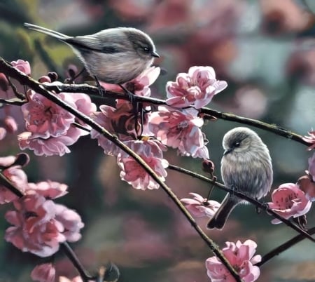 Birds in Spring - animal, nature, bird, spring