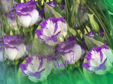 Beautiful Lisianthus - white, nature, purple, lisianthus, summer, eustoma, flowers, august