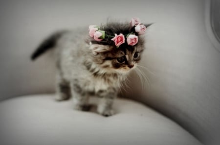 Sweetie ♥ - roses, photography, flower, sweet, cat, kitten, rose, cute, adorable