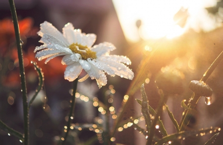 Flowers - white, flowers, photography, soft