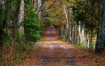 Nature Path - nature, forest, tree, leaf, grass, path