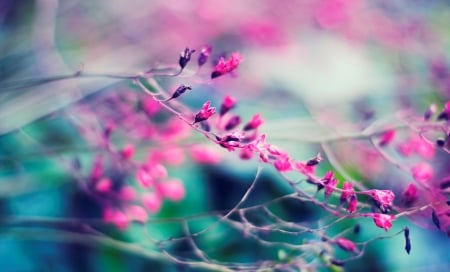 Flower - flower, tree, pink, nature