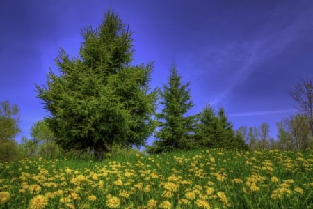 Dandelions - blossoms, yellow, landscape, meadow, tree