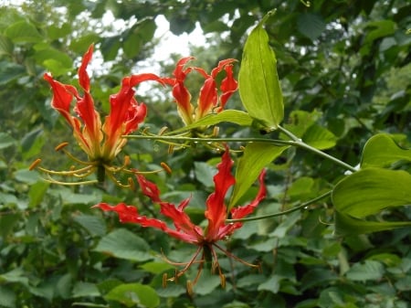 Gloriosa Lily - blossoms, petals, plant, garden, exotic