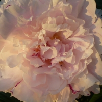 fluffy peony