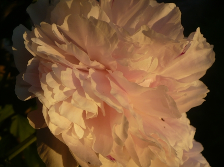 peony - pink peony, white flower, pink flower, white peony