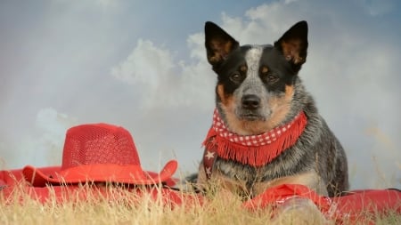 A model with talent - sky, view, hat, dog, red, day, friend