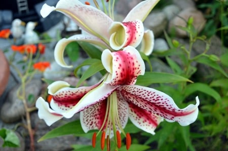 Exotic Lily - white, blossoms, red, garden, petals