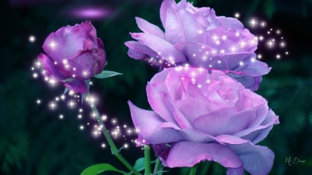 Lavender Star Roses - summer, shine, sparkle, purple, stars, lilac, roses, butterfly, lavender