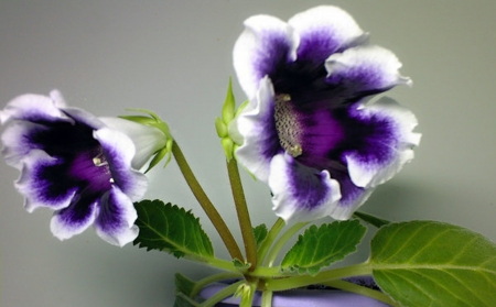 Purple flowers - purple, flowers, two, beautiful